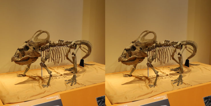 プロトケラトプス（恐竜類 鳥盤類 角竜類 プロトケラトプス科類、中生代白亜紀後期（約8000万年前）モンゴル・トゥグリギンシレー）