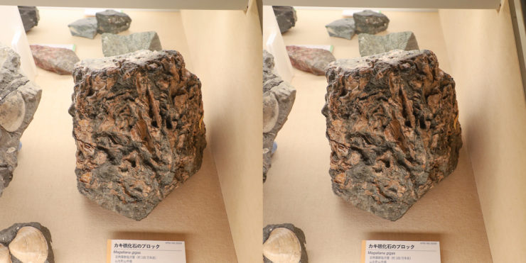 カキ礁化石のブロック（足柄層群塩沢層、約100万年前、山北町山市場）
