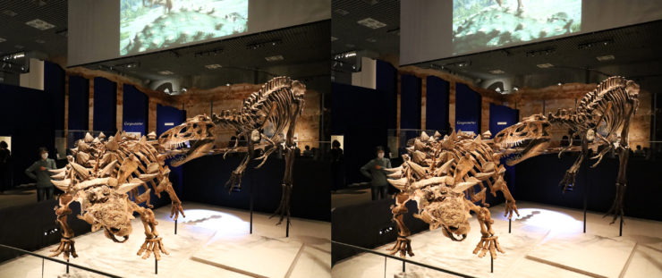 ズール（左、後期白亜紀、アメリカ・モンタナ州）vsゴルゴサウルス（右、後期白亜紀、カナダ・アルパータ州）